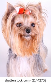 Yorkshire Terrier - Shutterstock ID 21442702