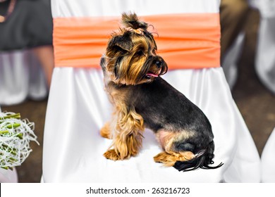 1,402 Yorkshire terrier food Images, Stock Photos & Vectors | Shutterstock