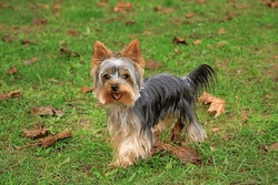 The Yorkshire Terrier, Aka Yorkie, Smallest Of The Terriers