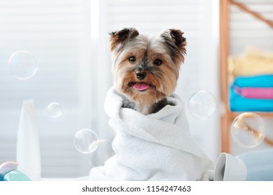 Yorkshire Terrier In A Bath Towel Showing Tongue