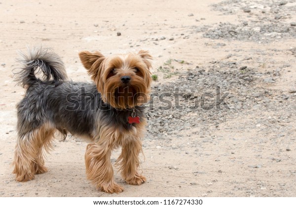 Yorkshire Terrier Blackbrown Color Short Hair Animals Wildlife