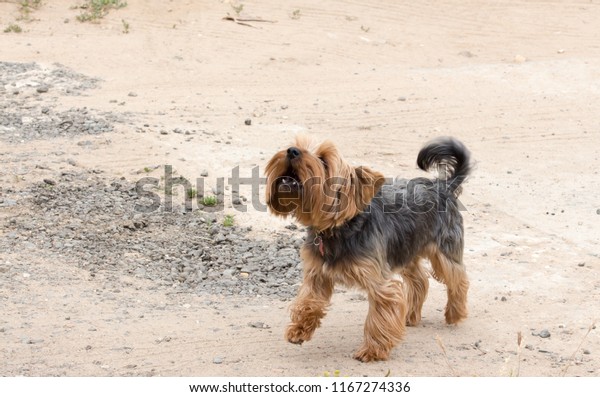 Yorkshire Terrier Blackbrown Color Short Hair Stock Photo Edit