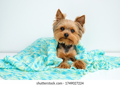 Yorkshire terrier with blanket, Dog resting,Cute dog, Funny Yorkie