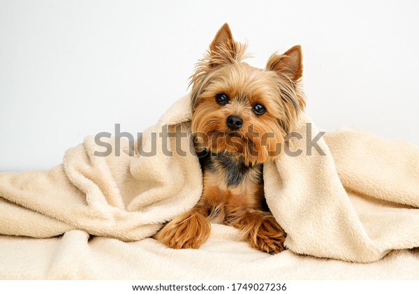 Yorkshire terrier with blanket, Dog resting,Cute\
dog, Funny Yorkie