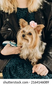 Yorkshire Terrier With A Bow On His Head Sits On The Lap Of The Mistress