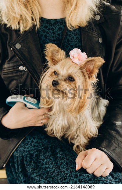 Yorkshire terrier with a bow on his head sits on\
the lap of the\
mistress