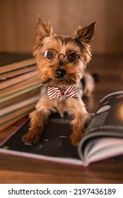 Yorkshire Terrier With Bow Tie