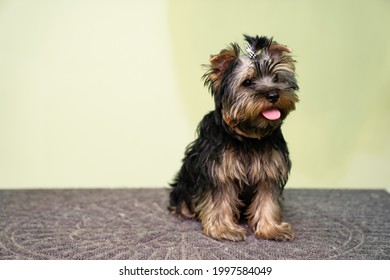 Yorkshire terrier. cute dog before a haircut at the groomer. hairdressing services for pets.