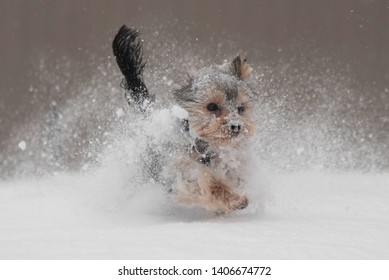 A Yorkshire Terrier Dashing Through The Snow