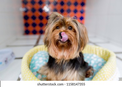 Yorkshire Terrier Dog Boarding In Pet Hotel