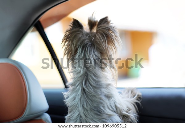 Yorkshire terrier dog in a car seat looks out of the\
car window. Rear view