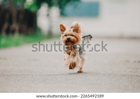 Yorkshire terrier dog close up portrait. Miniature dog. Cute little dog