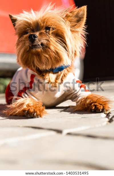 Yorkshire terrier in dog clothes lies on the road near\
red car 