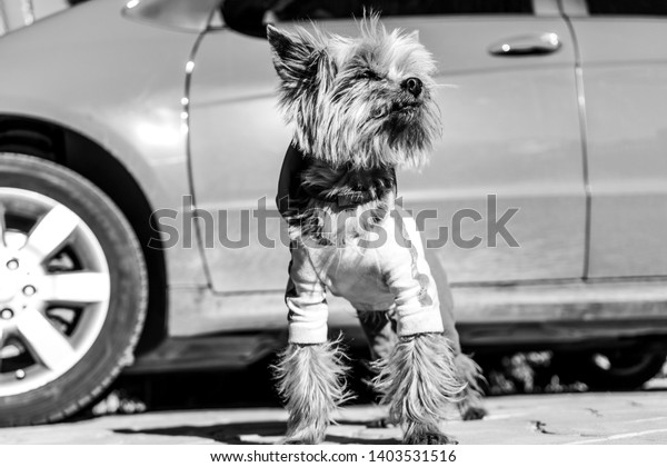 Yorkshire terrier in dog clothes stands on the road\
near car nex