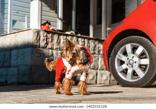 Yorkshire terrier in dog clothes stands on the road\
near red car