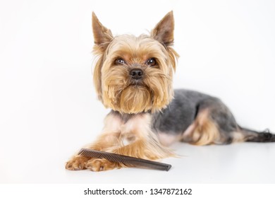 Yorkshire Terrier Dog With Comb, Grooming