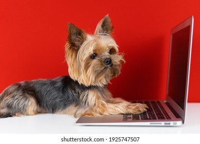 Yorkshire Terrier dog at the computer on a red background