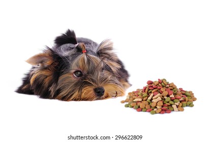 how much should a yorkshire terrier eat