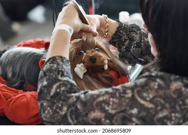 Yorkshire Terrier At The Dog Hairdresser. A Professional Groomer Makes A Dog's Hair At A Dog Show