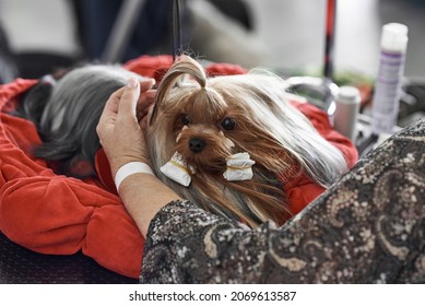 Yorkshire Terrier At The Dog Hairdresser. A Professional Groomer Makes A Dog's Hair Before Dog Show.