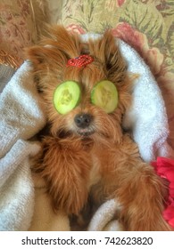 A Yorkshire Terrier Dog Having A Spa Treatment With Cucumber Slices On Her Eyes With Room For Text