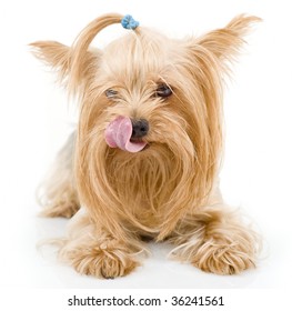 Yorkshire terrier dog with his tongue out - Shutterstock ID 36241561