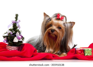 yorkshire terrier dog Isolated over white background