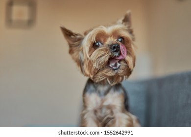  Yorkshire Terrier Dog Licks Its Lips