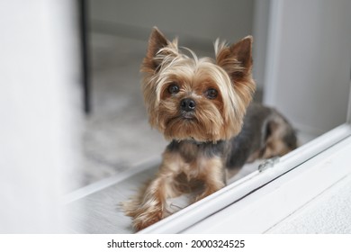 Yorkshire Terrier dog lies on the balcony