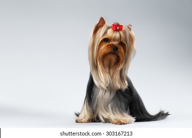 Yorkshire Terrier Dog With Long Groomed Hair Sits On White Background