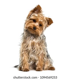 Yorkshire Terrier Dog Looking Down Against White Background