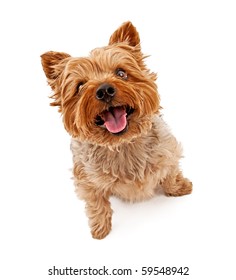 Yorkshire Terrier Dog Looking Up And Isolated On White.