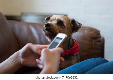 A Yorkshire Terrier Dog, Looking At Its Owner Seeking Attention. The Owner Is Busy On A Mobile Phone.