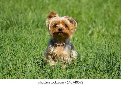 Yorkshire Terrier Dog On The Green Grass