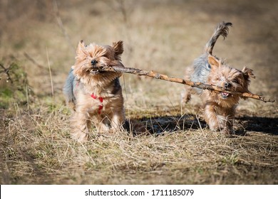 Yorkshire Terrier Dog, Play Outdoor Running Brown And Gray