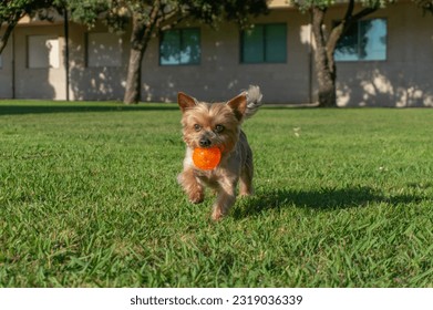 Yorkshire Terrier dog playing fetch in city park. Running with ball.