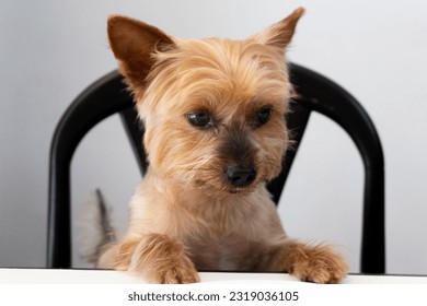 Yorkshire Terrier dog portrait sitting with paws on table waiting for food.