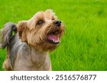 Yorkshire terrier. Dog. Portrait of a smiling purebred dog in a nature park. Pets.