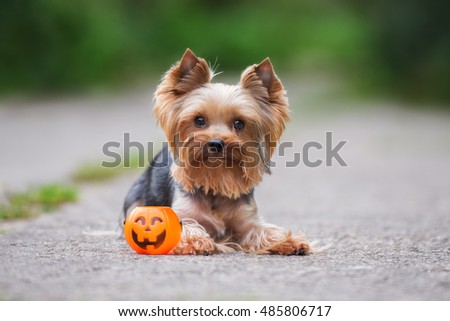 yorkshire terrier dog posing outdoors