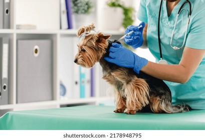 141 Dog Receiving A Treat Images, Stock Photos & Vectors | Shutterstock