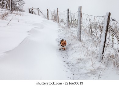 Yorkshire Terrier Dog Runs Along A Snowy Path