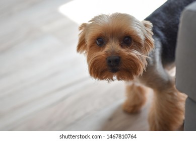 Yorkshire Terrier Dog Scared And Hiding In The Room.
