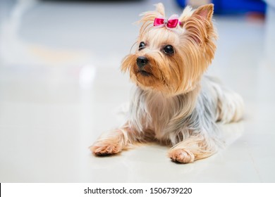 Yorkshire Terrier Dog Short Hair Style Stock Photo 1506739220 ...