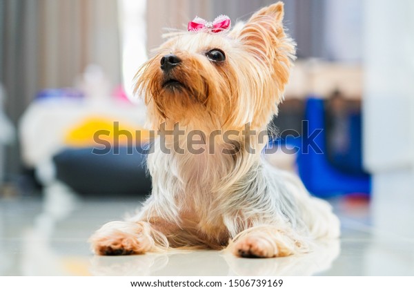 Yorkshire Terrier Dog Short Hair Style Royalty Free Stock Image