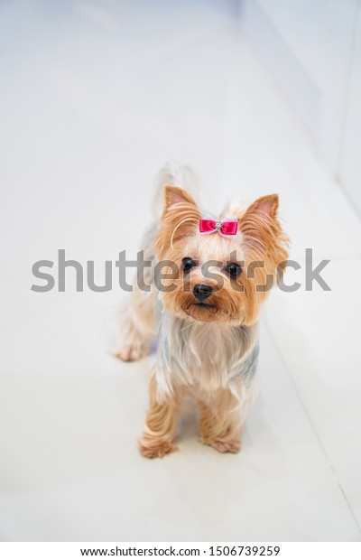 Yorkshire Terrier Dog Short Hair Style Stock Photo Edit Now