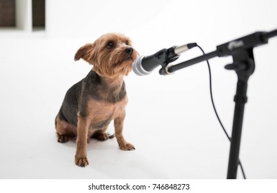 A yorkshire terrier dog singing into a microphone  isolated on a white seamless wall in a photo studio. - Shutterstock ID 746848273