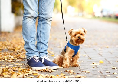 yorkshire terrier dog siting on the grass near trainer