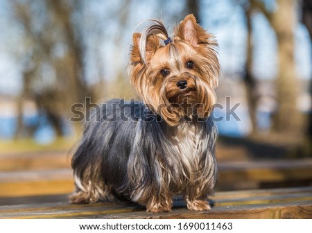 Yorkshire terrier dog sitting close up on nature