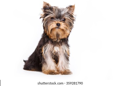 43,405 Background Yorkshire Terrier Images, Stock Photos & Vectors ...