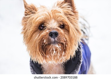 Yorkshire Terrier Dog In Snow Portrait